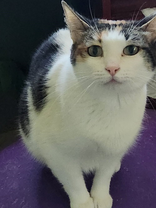 PASSION FRUIT - Calico available for adoption
