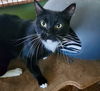 adoptable Cat in  named KIKI