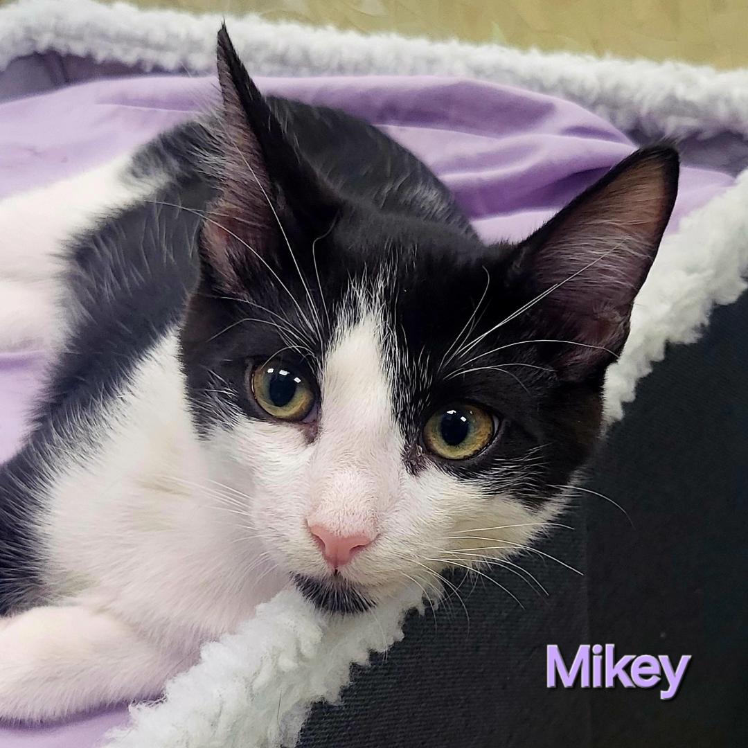 adoptable Cat in Pembroke Pines, FL named Mikey