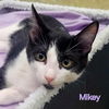 adoptable Cat in  named Mikey