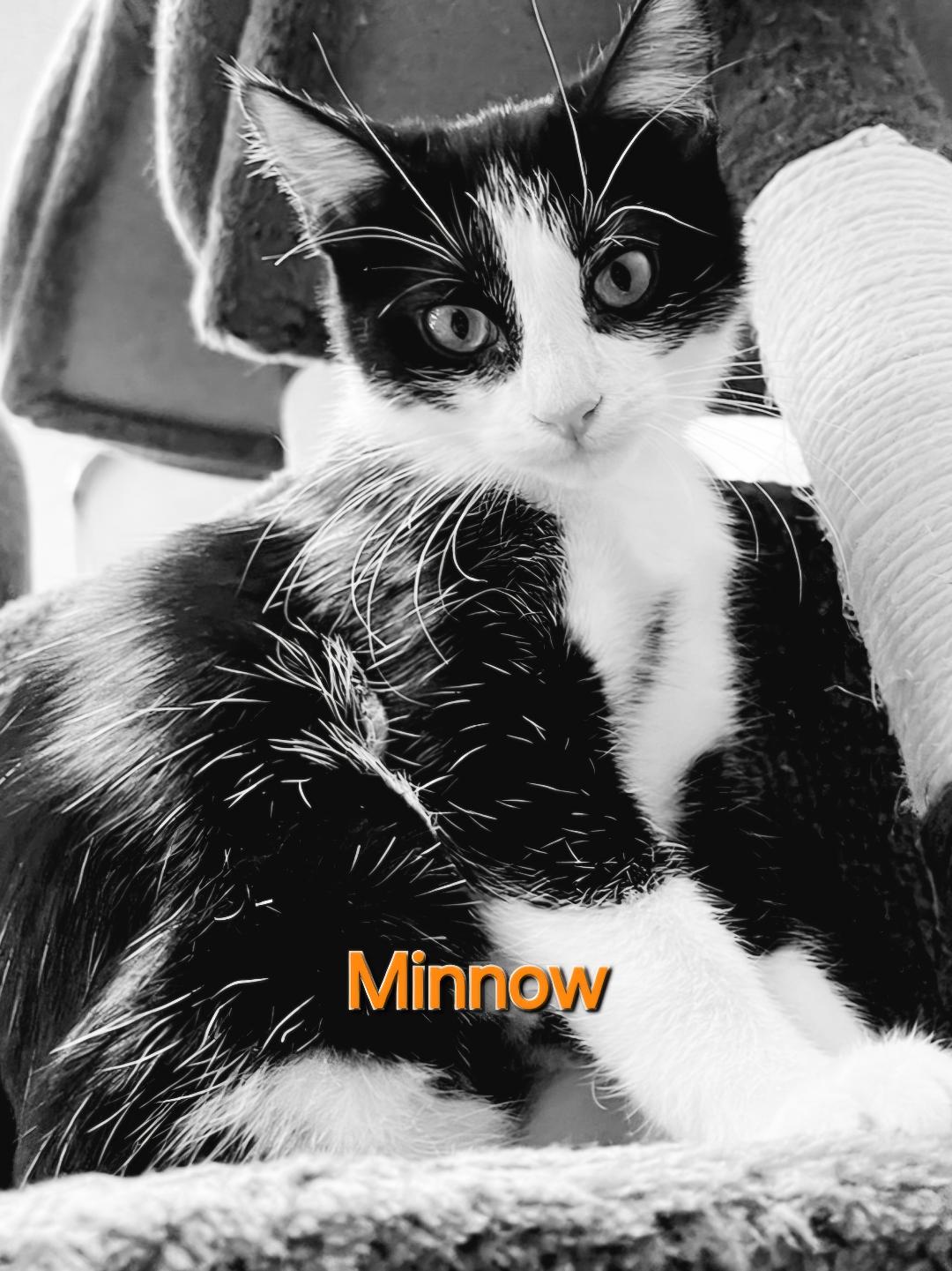 adoptable Cat in Pembroke Pines, FL named Minnow