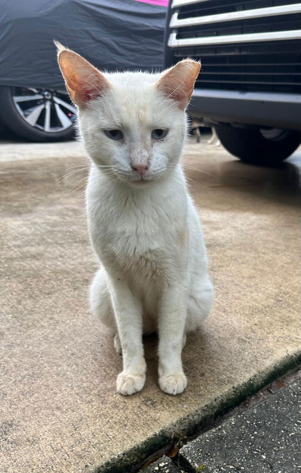 adoptable Cat in Fort Lauderdale, FL named WHITEY