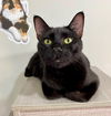 adoptable Cat in Fort Lauderdale, FL named MICHELANGELO