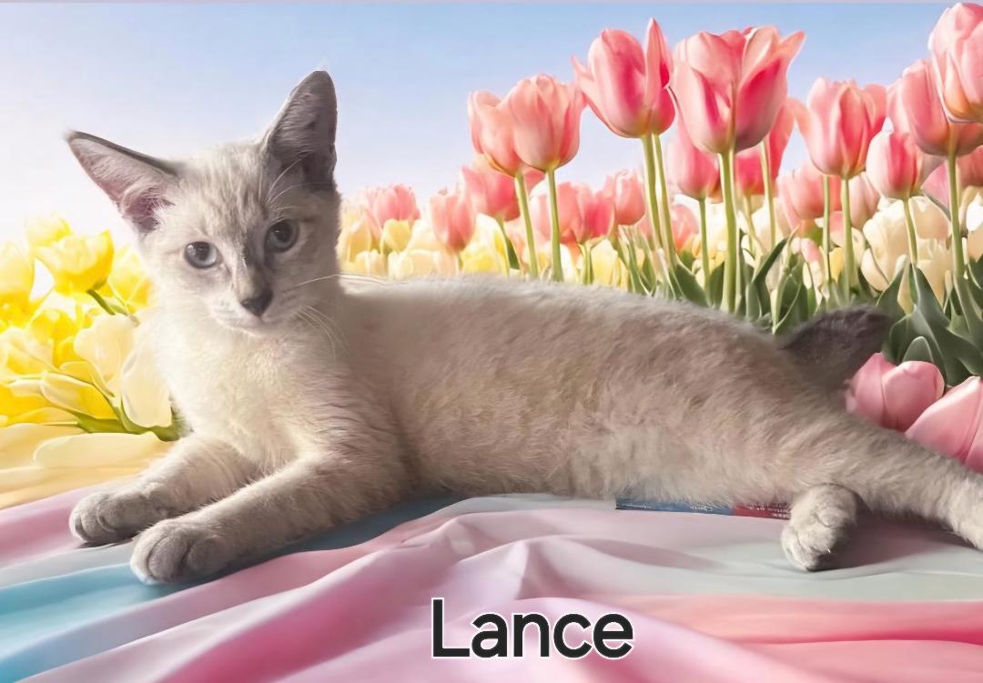 adoptable Cat in Pembroke Pines, FL named Lance