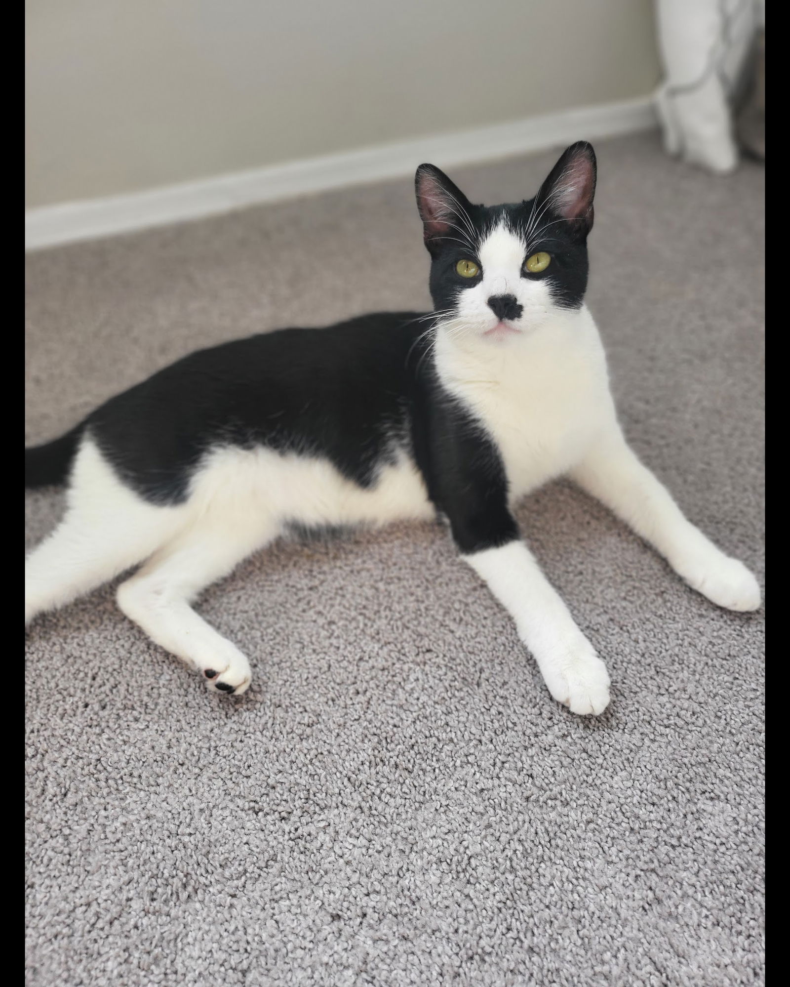 adoptable Cat in Fort Lauderdale, FL named Joey