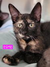 adoptable Cat in  named ESME