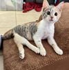 adoptable Cat in  named LUCY