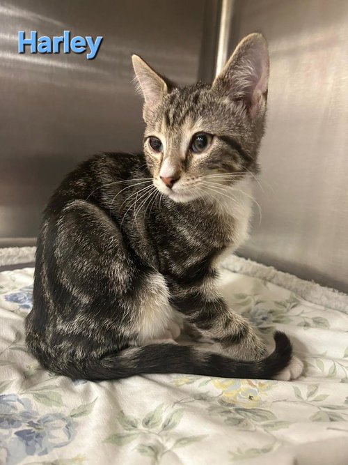 HARLEY - Tabby available for adoption