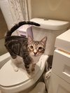 Harley - Photo 3