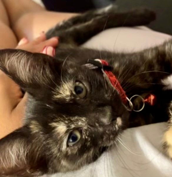 adoptable Cat in Fort Lauderdale, FL named Lilly baby