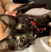 adoptable Cat in  named Lilly baby