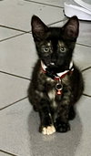 Lilly baby - Photo 3