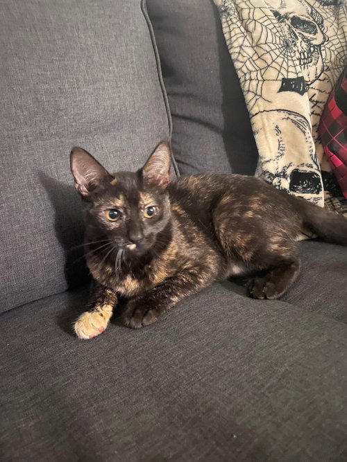 LILLY BABY - Tortoiseshell available for adoption