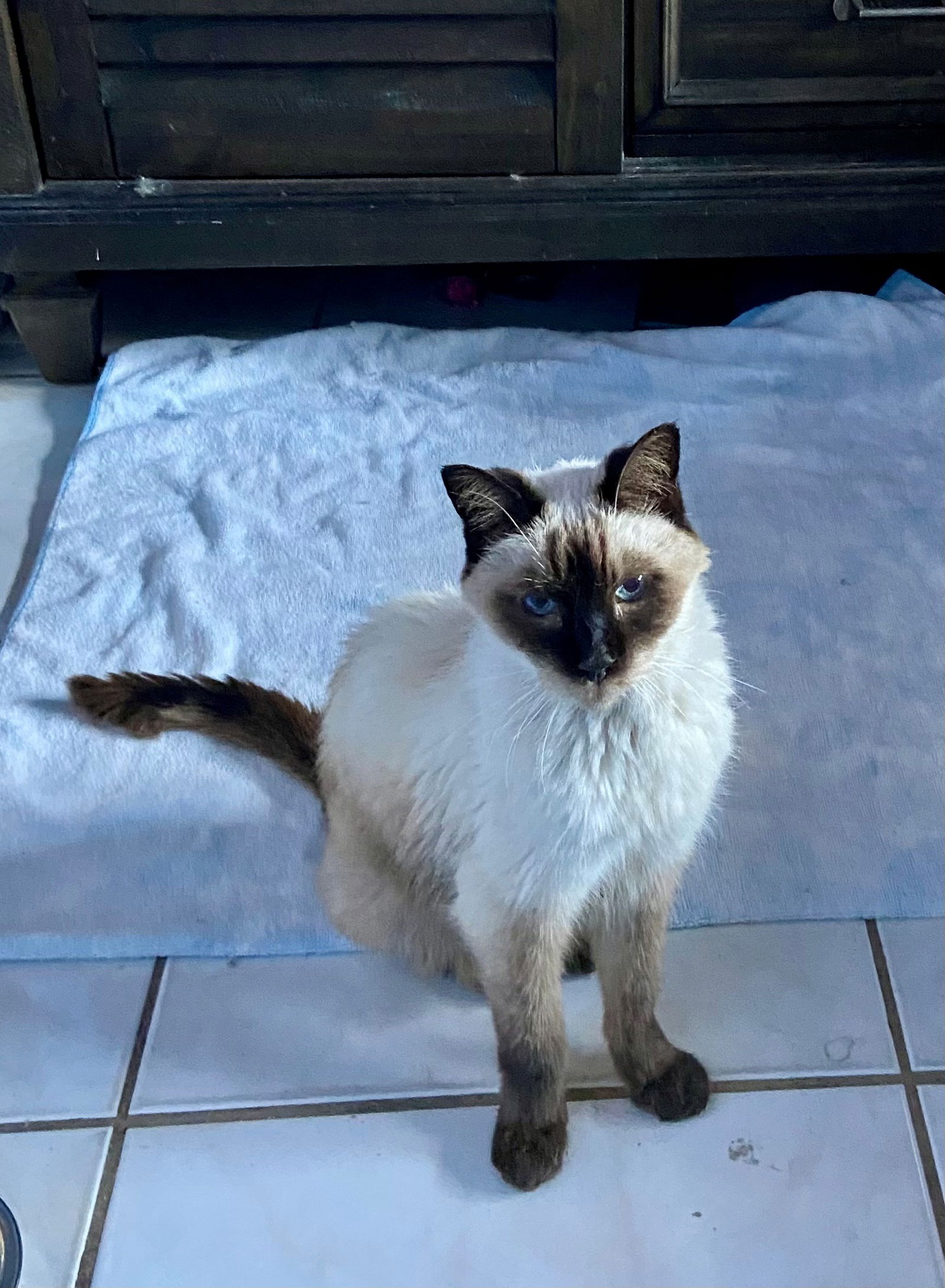 adoptable Cat in Fort Lauderdale, FL named CLEOPATRA