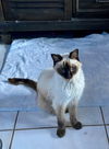 adoptable Cat in  named CLEOPATRA