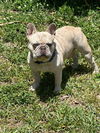 adoptable Dog in  named TOM