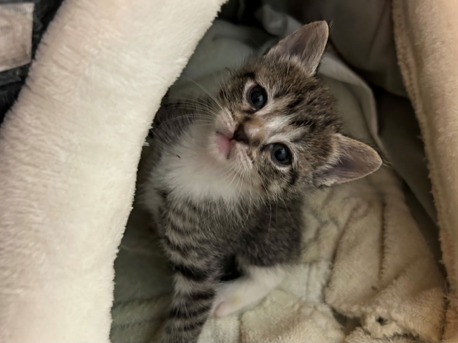 adoptable Cat in Fort Lauderdale, FL named HONEY BABY