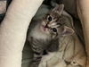 adoptable Cat in  named HONEY BABY