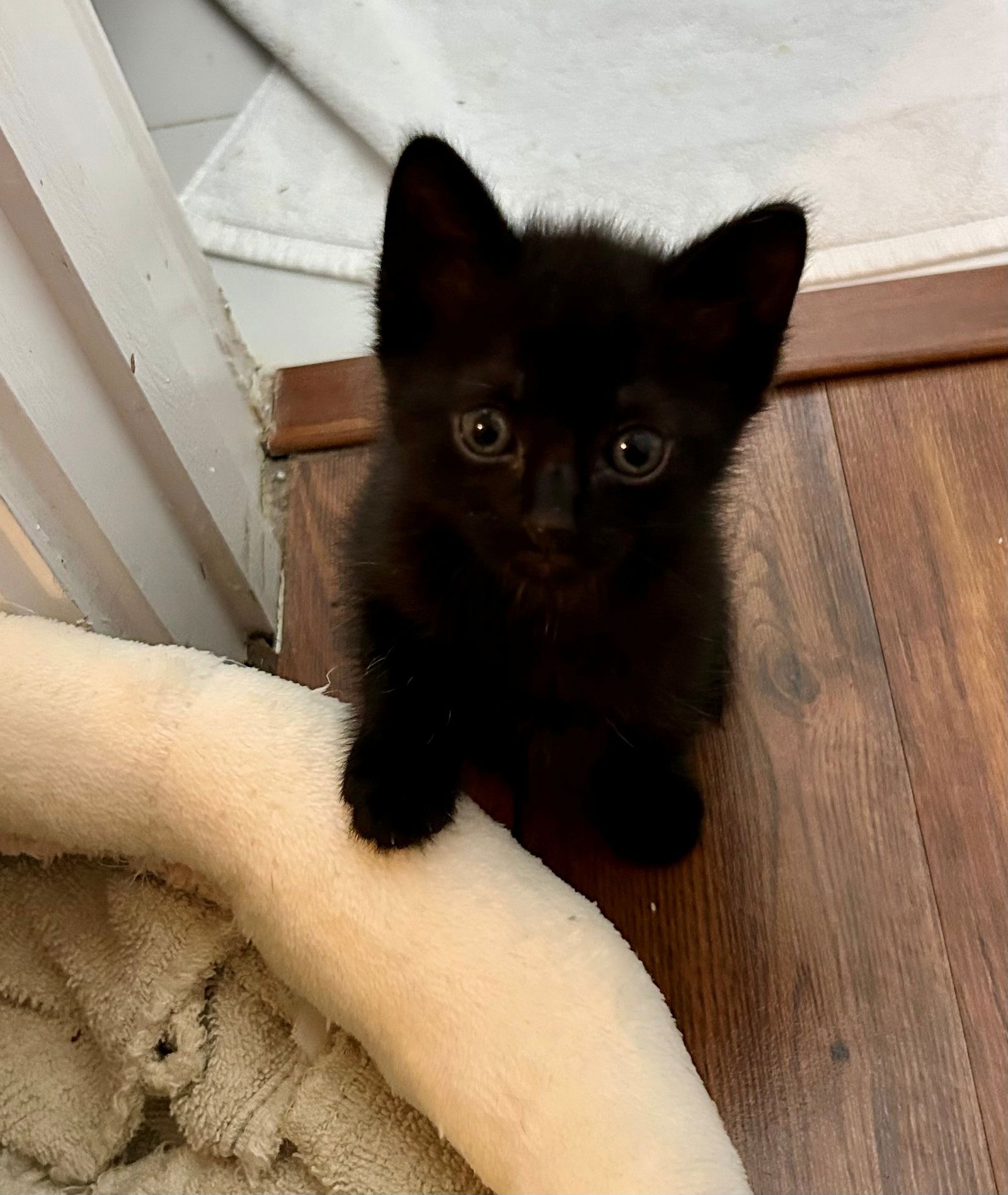 adoptable Cat in Fort Lauderdale, FL named Luna baby
