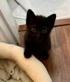 adoptable Cat in  named Luna baby