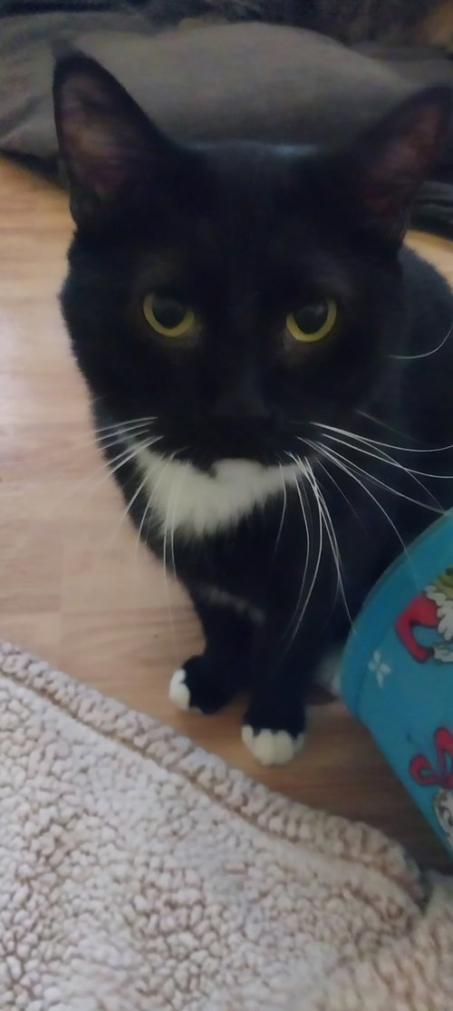BIG BOY - Tuxedo available for adoption