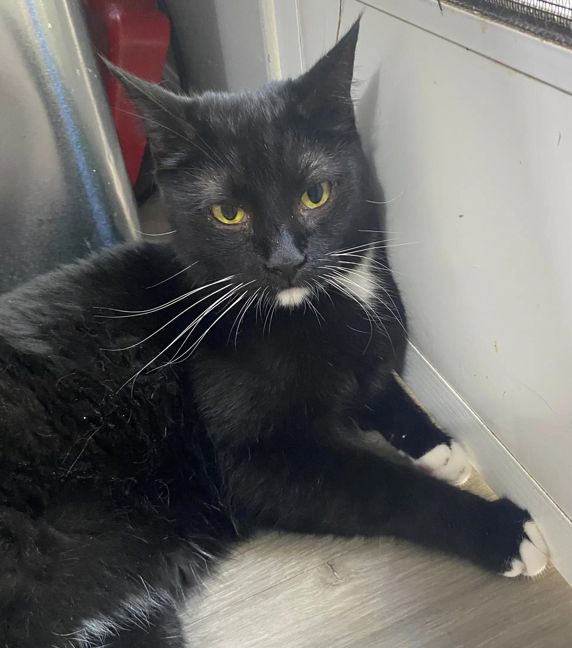 Big Boy - Tuxedo