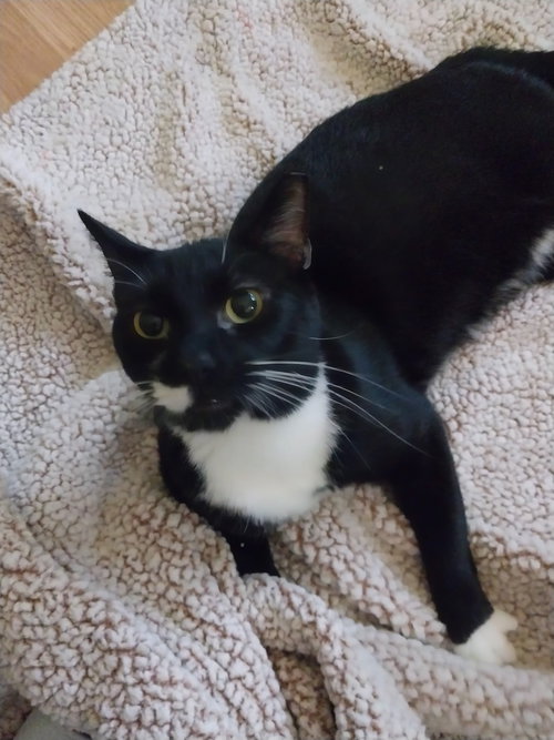 picture of the cat needing adoption