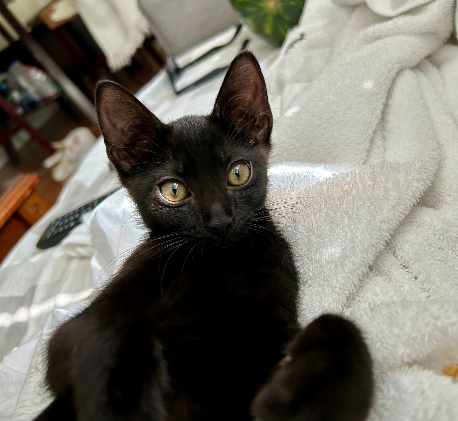adoptable Cat in Fort Lauderdale, FL named TILLY