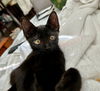adoptable Cat in  named TILLY