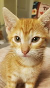 adoptable Cat in  named Bart baby