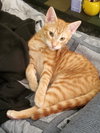 Bart - Photo 2