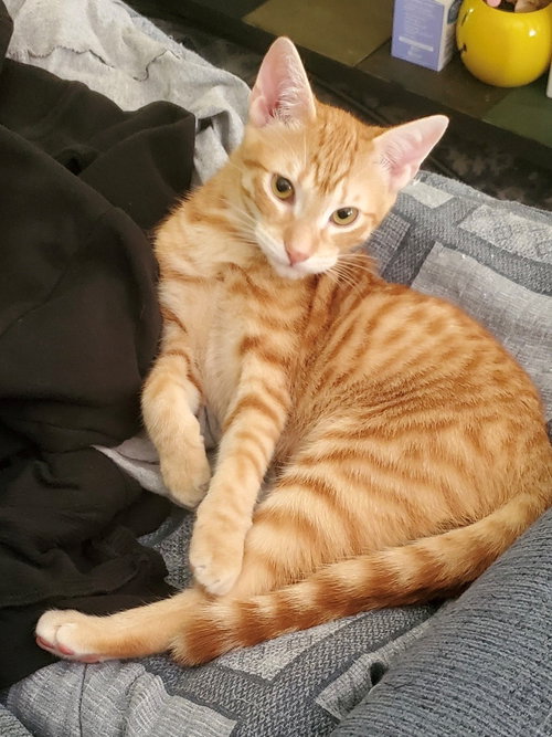 BART - American Shorthair available for adoption
