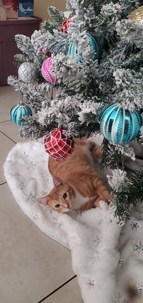 picture of the cat needing adoption