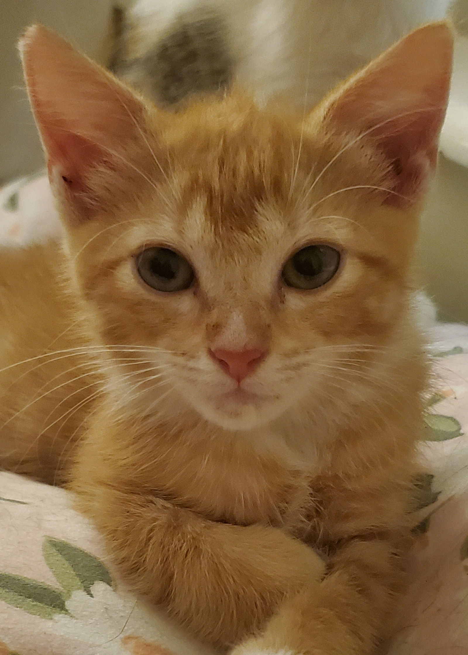 adoptable Cat in Fort Lauderdale, FL named LISA baby