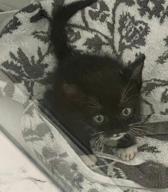 adoptable Cat in Fort Lauderdale, FL named FIFI Baby