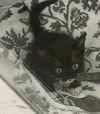 adoptable Cat in  named FIFI Baby