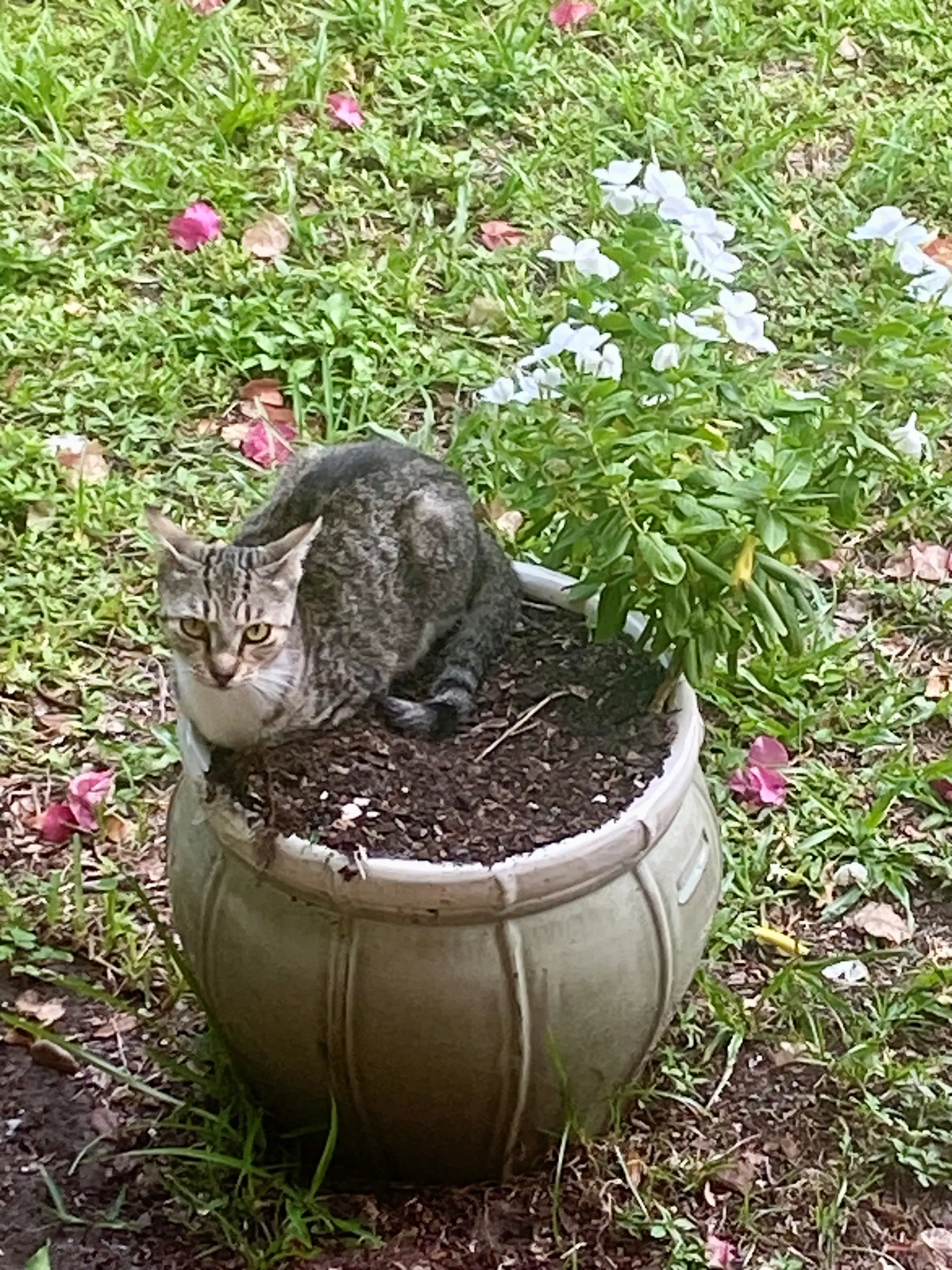 Foxy - American Shorthair