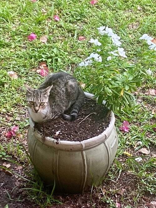 FOXY - American Shorthair available for adoption