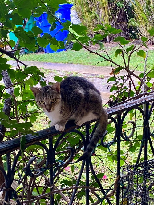 FOXY - American Shorthair available for adoption
