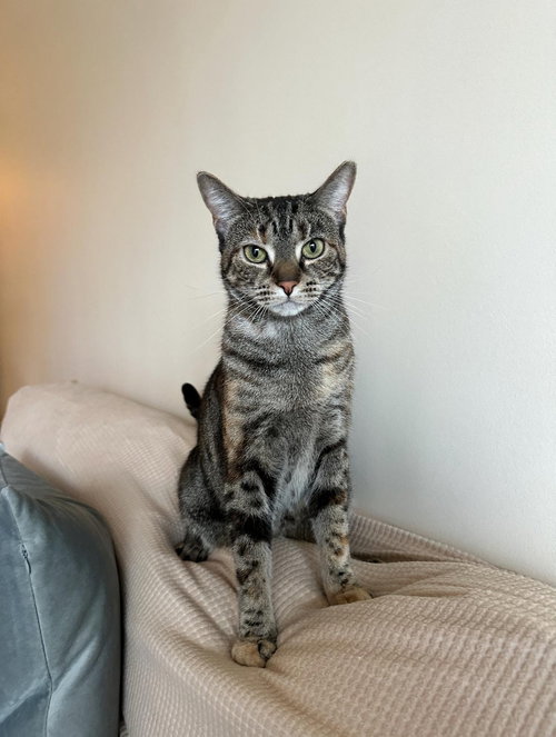 picture of the cat needing adoption