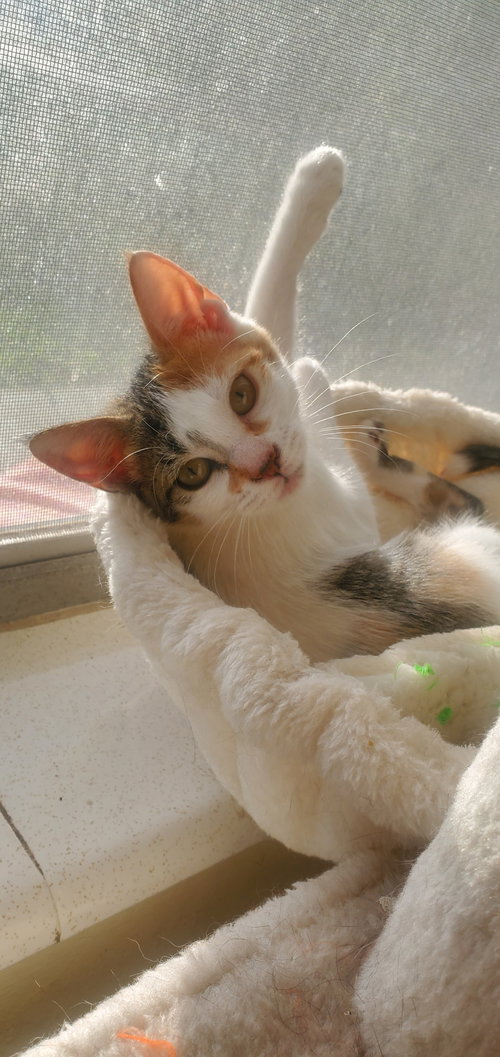 picture of the cat needing adoption