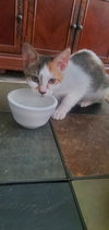 DAISY - Photo 2