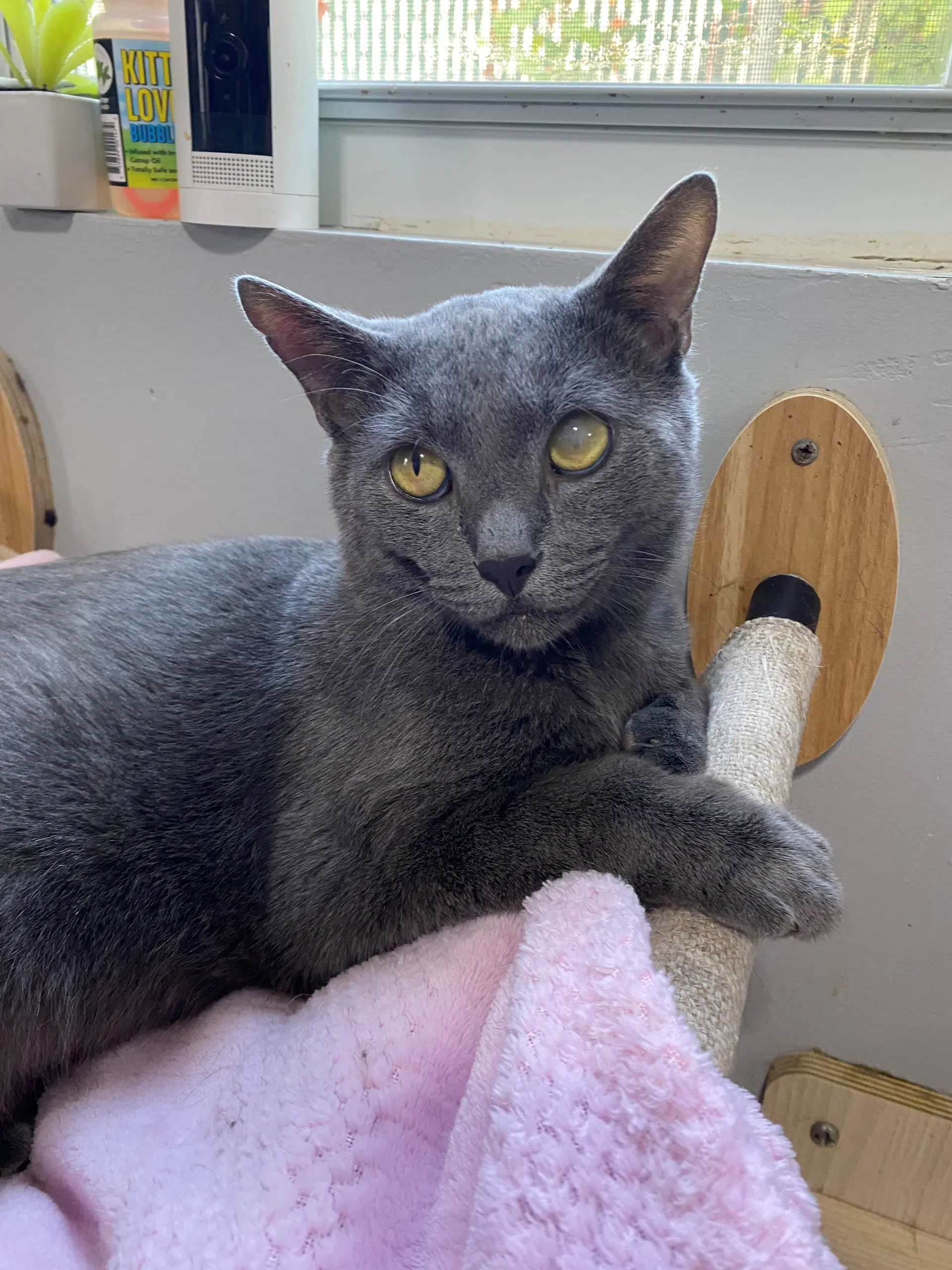 Prince W - Russian Blue