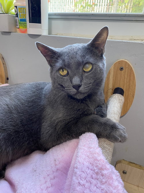 picture of the cat needing adoption