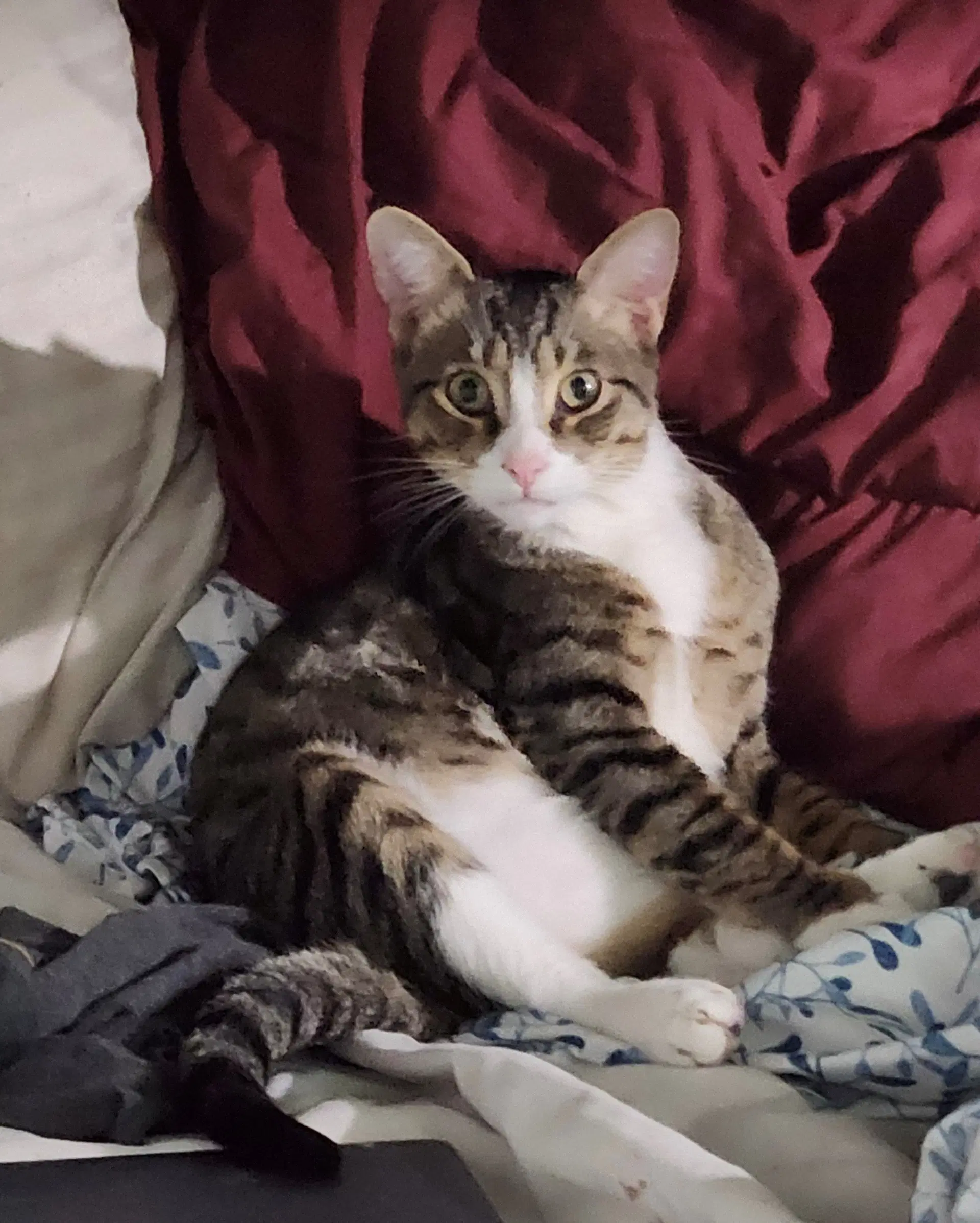 Felix - American Shorthair