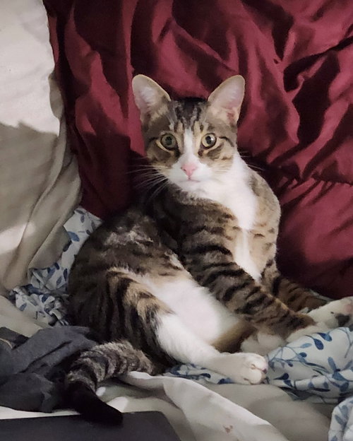 picture of the cat needing adoption