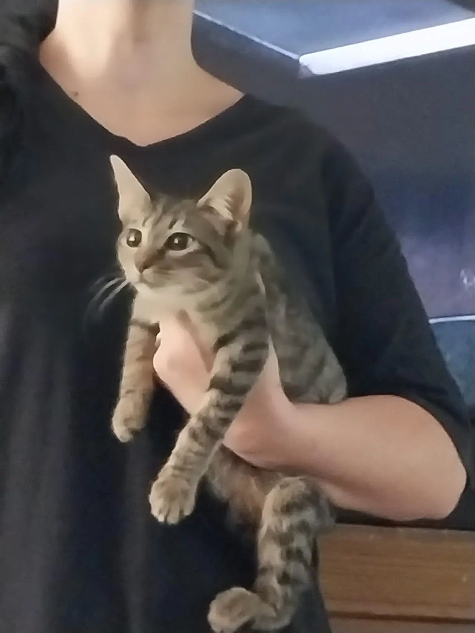 Padme - Tabby