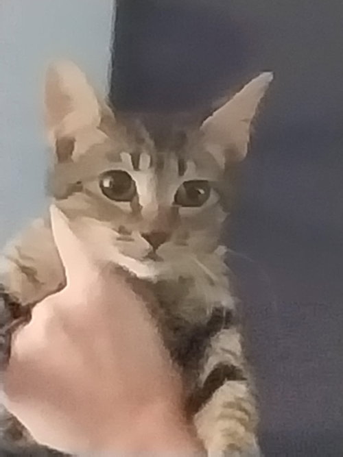 PADME - Tabby available for adoption