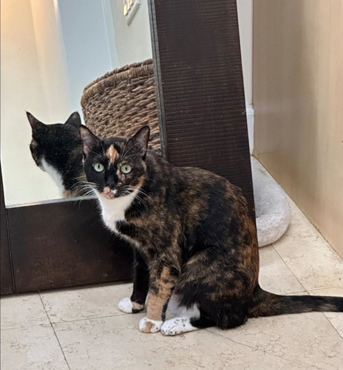 SCOOTER (FEMALE) - Calico available for adoption