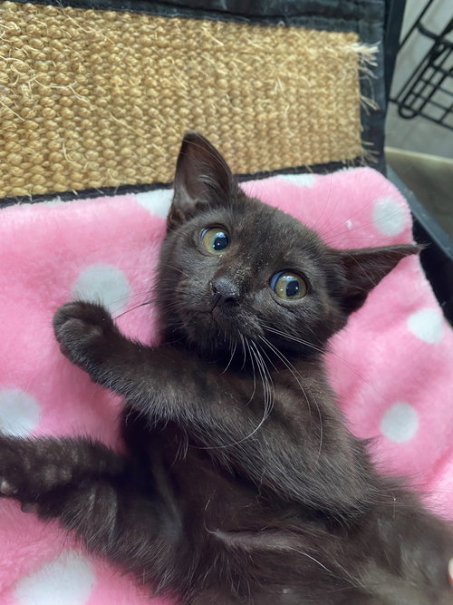 BELLATRIX BABY - American Shorthair available for adoption
